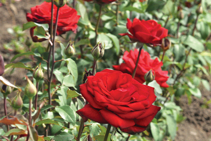 Red Roses