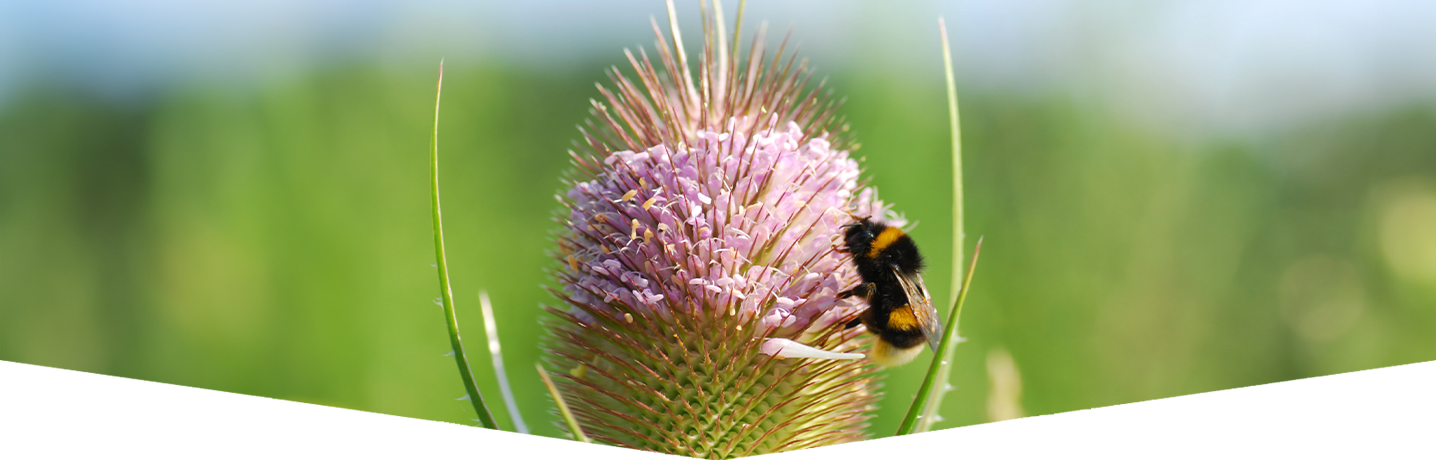 How to create a bee friendly garden