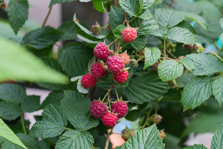 raspberry bush