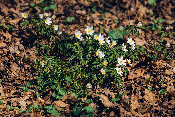 early spring flowers