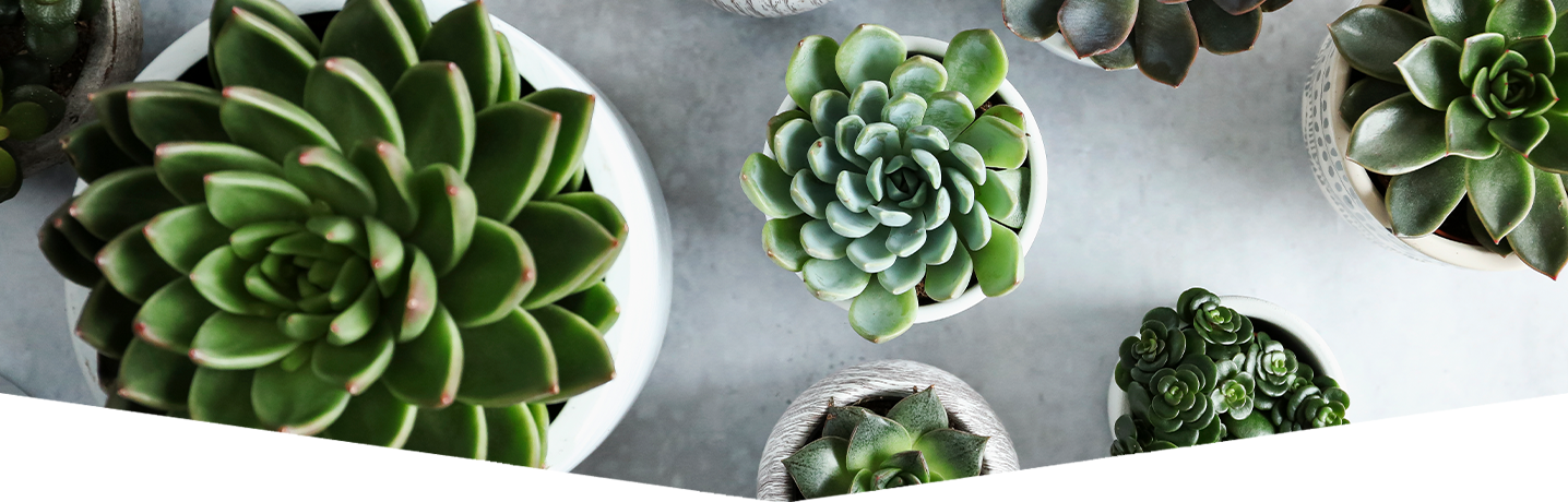 Succulents