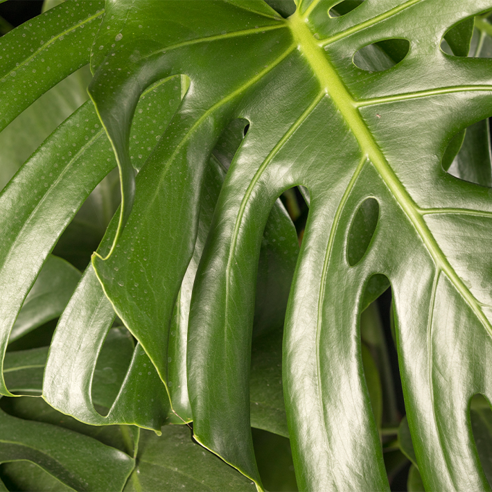Monstera