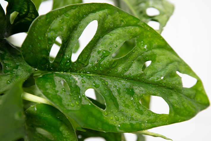 Monstera