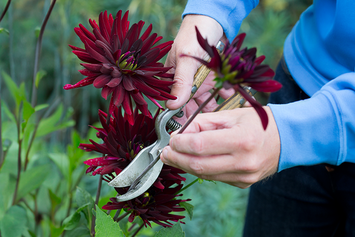 How to Grow Cut Flowers