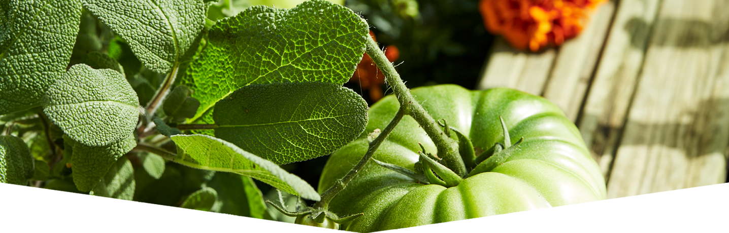 Companion planting guide