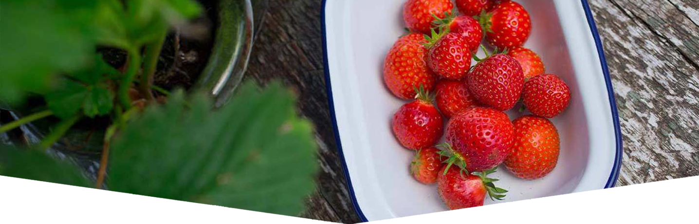 How-to-grow-your-own-strawberries