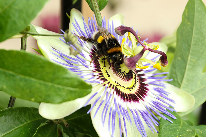 How to create a bee friendly garden