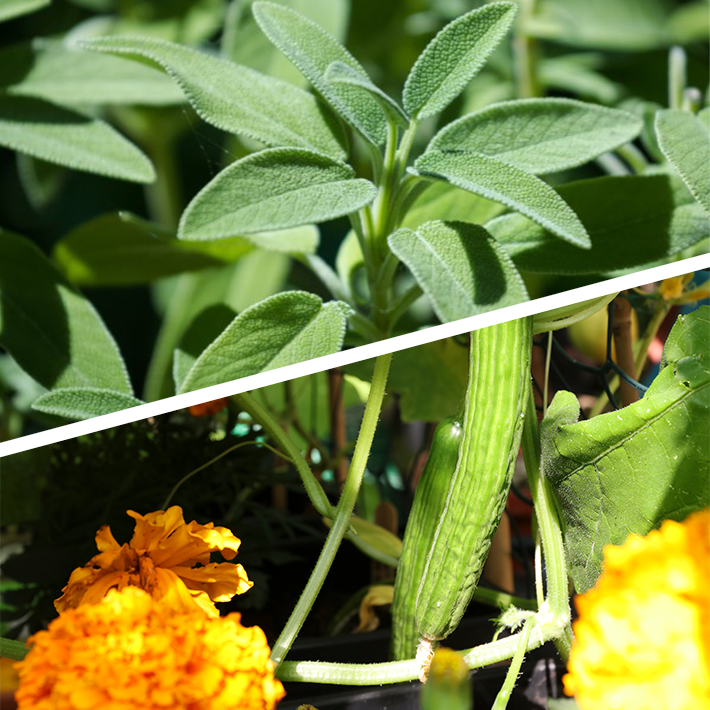 Companion planting guide