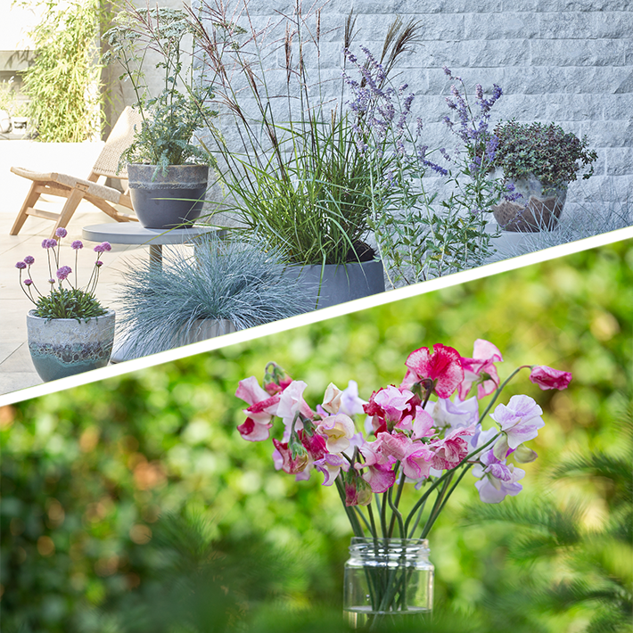 Fragrant Flowers for your garden