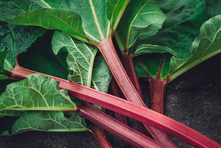 How to grow your own rhubarb