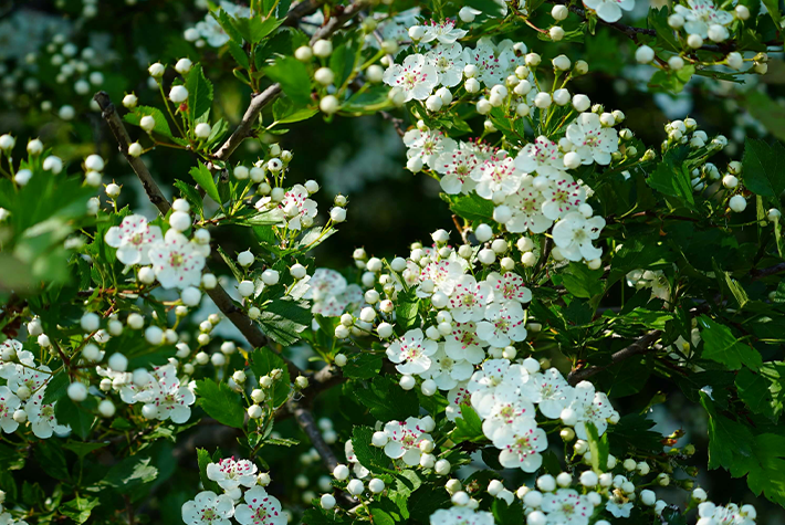 Hawthorn