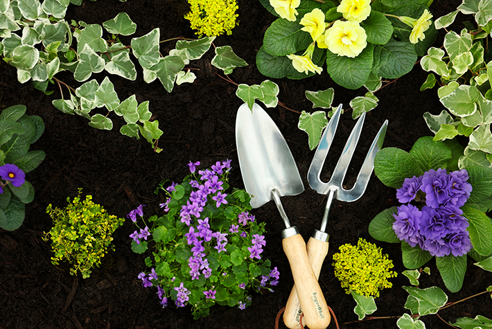 How to plant a low maintenance border