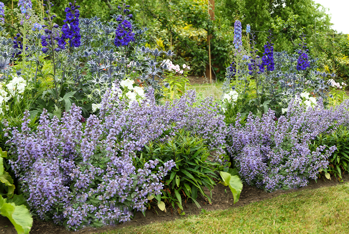 How to plant a low maintenance border