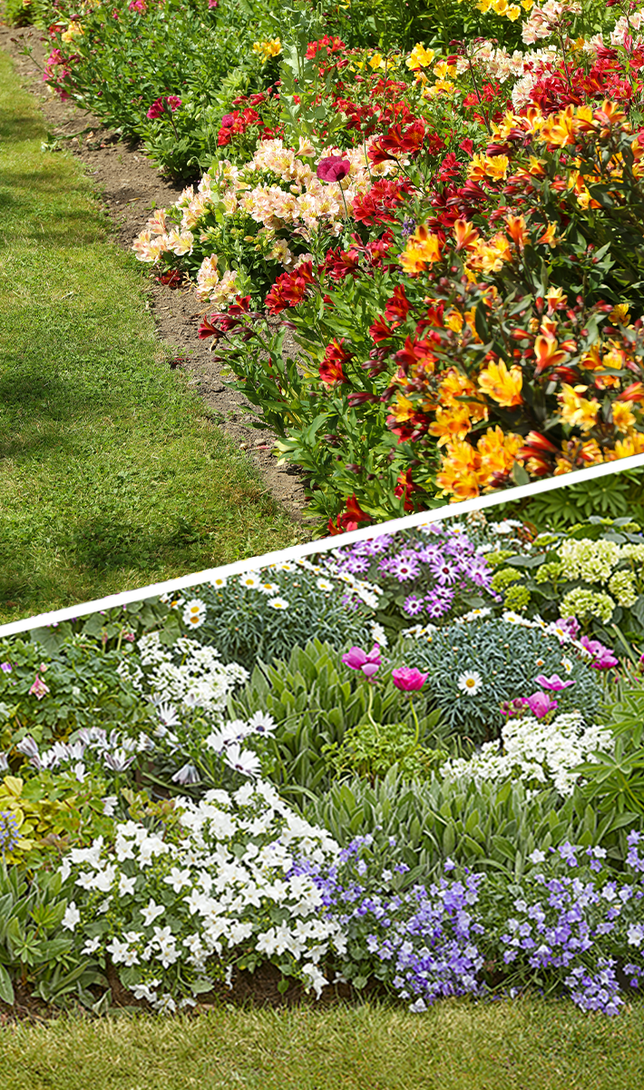 How to plant a low maintenance border