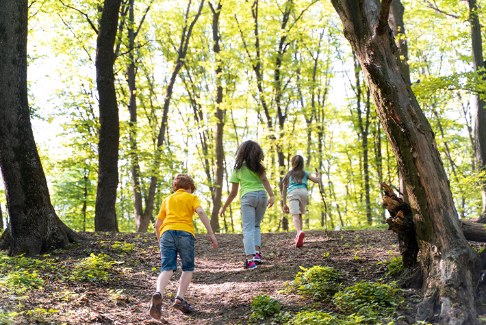 Become a Leaf Detective