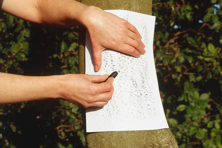 Become a Leaf Detective