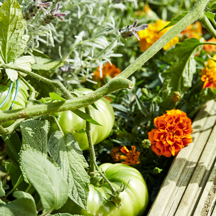 Companion planting guide