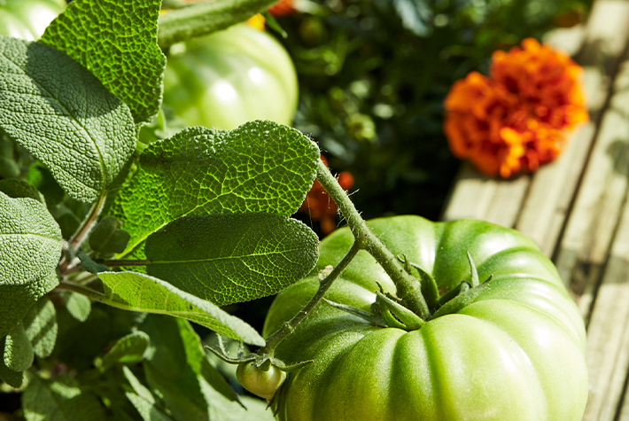 Companion planting guide