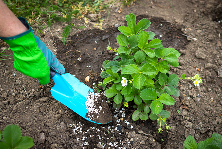 How to grow your own strawberries | Dobbies Garden Centres