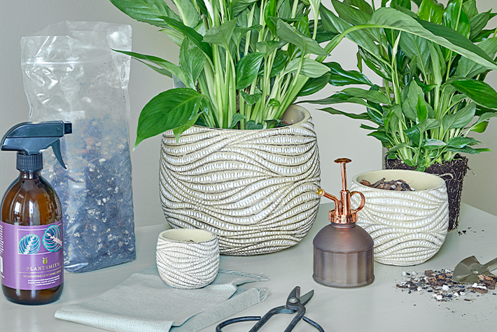 How to repot a houseplant