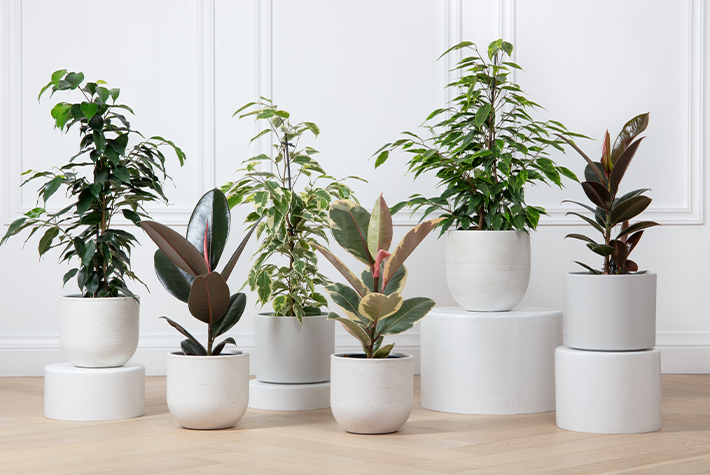 Houseplant of the month