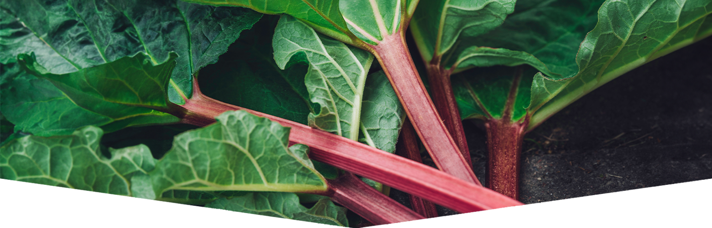 How to grow your own rhubarb