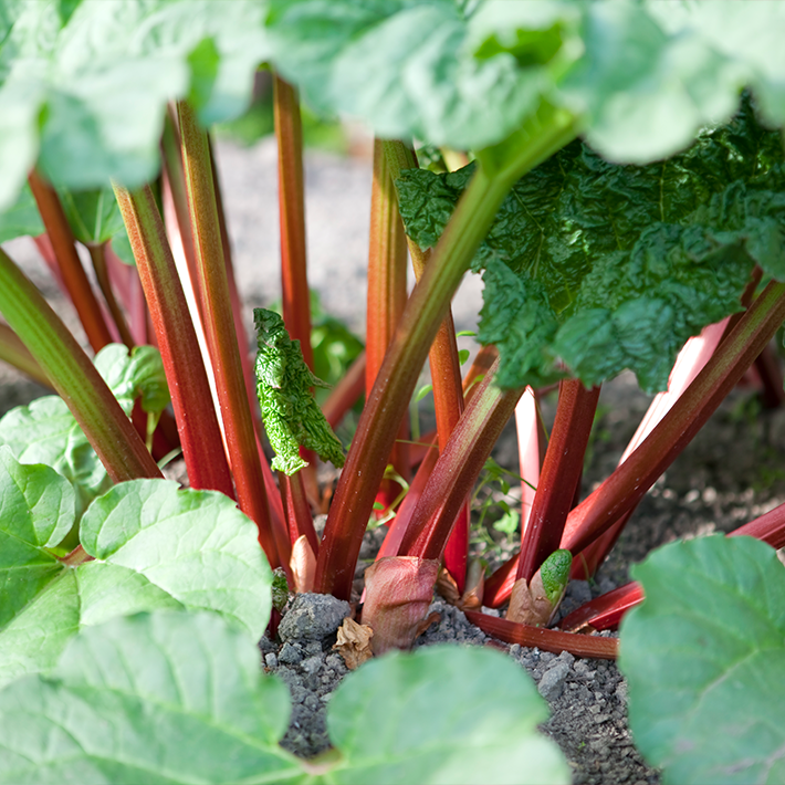 Rhubarb
