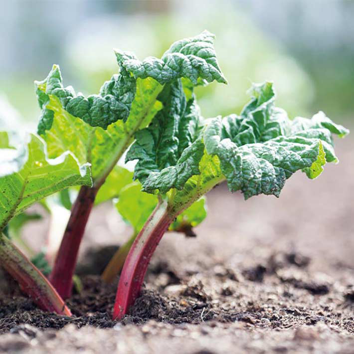 Rhubarb