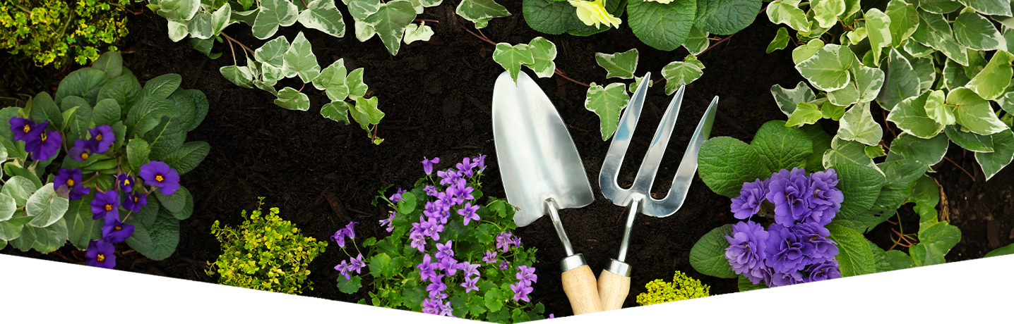 How to plant a low maintenance border