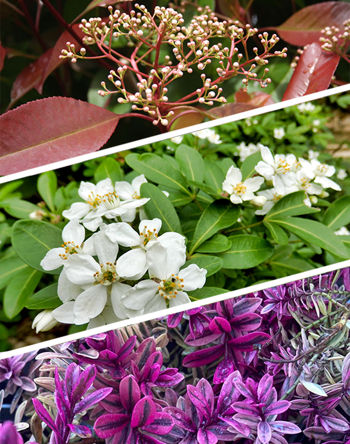 How to plant a low maintenance border