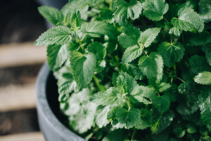 Grow your own mint