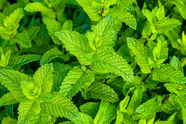 Grow your own mint