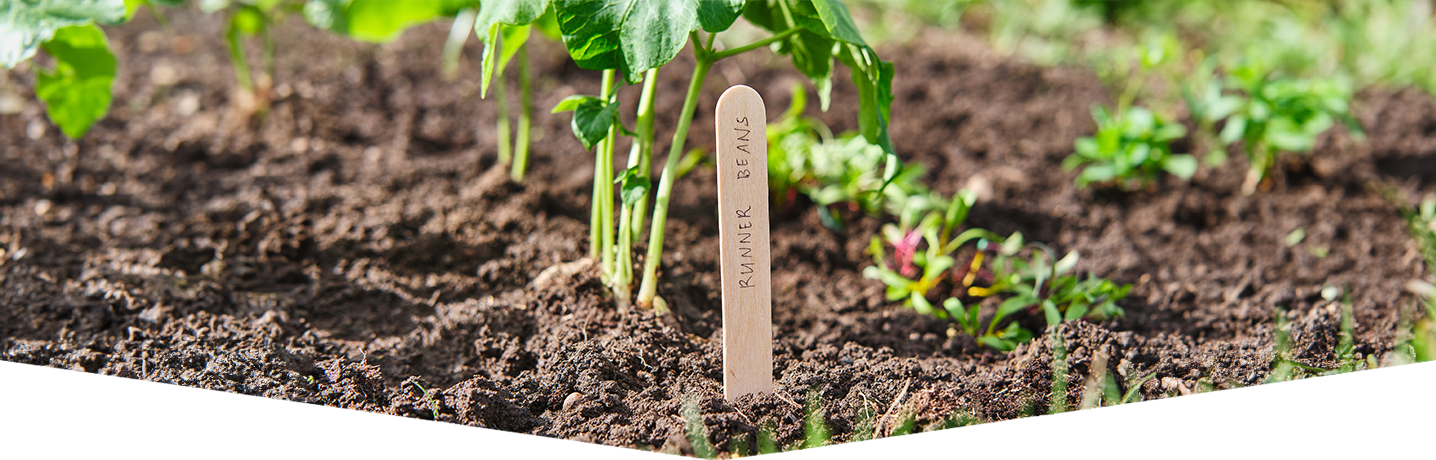 How to sow vegetable seeds outdoors