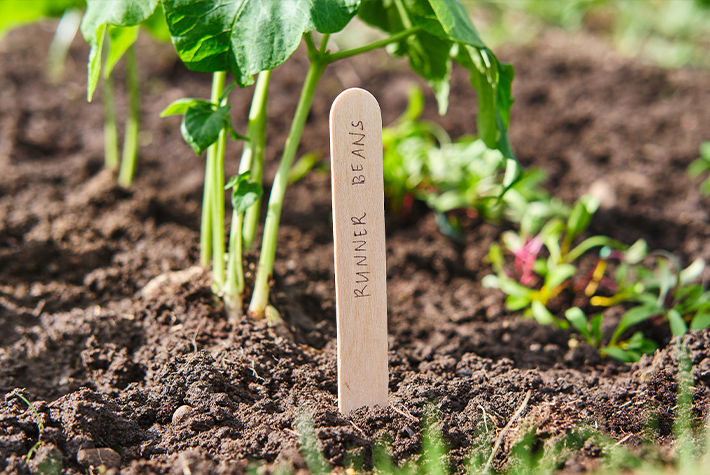 How to sow vegetable seeds outdoors