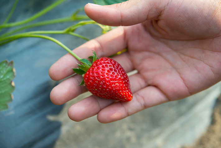 Gardening activities for kids