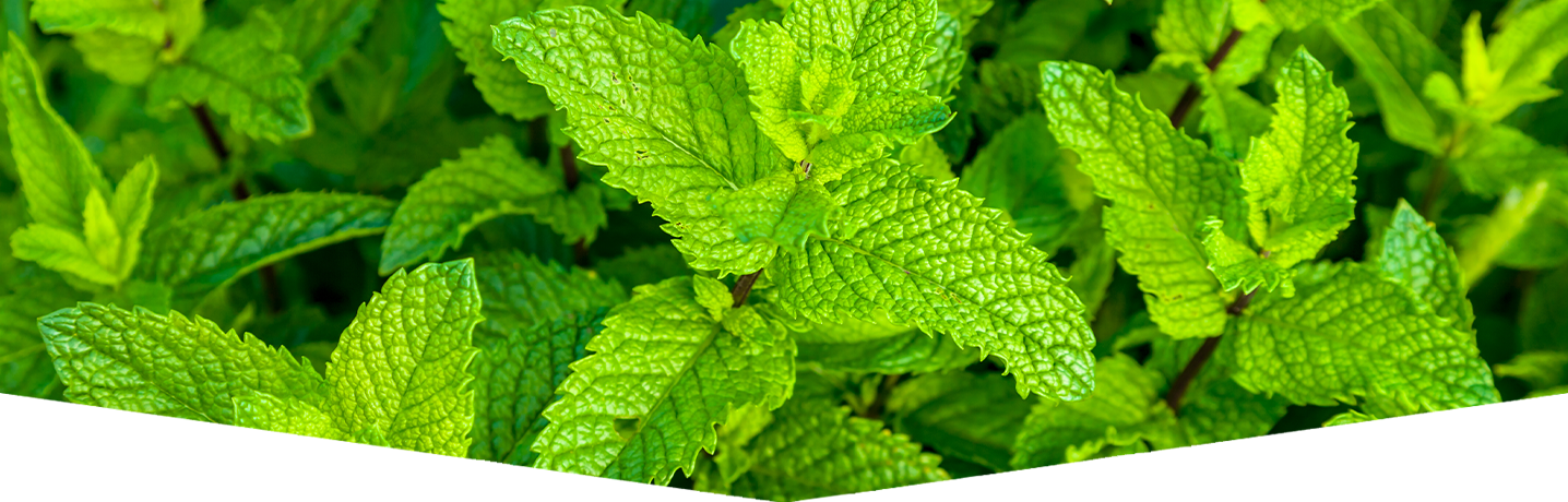 Grow your own mint