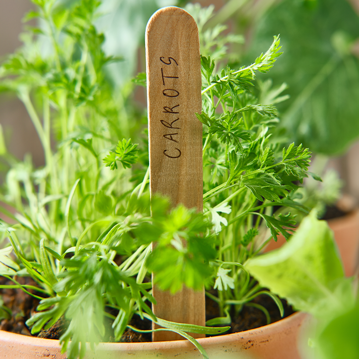 How to sow vegetable seeds outdoors