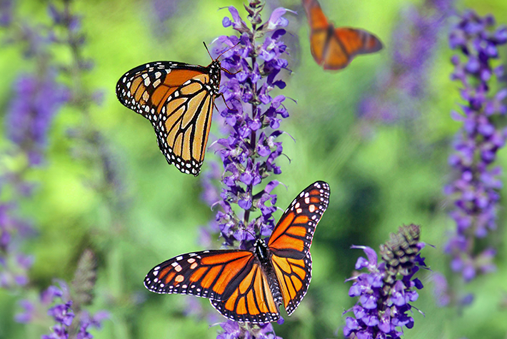 monarch butterflies