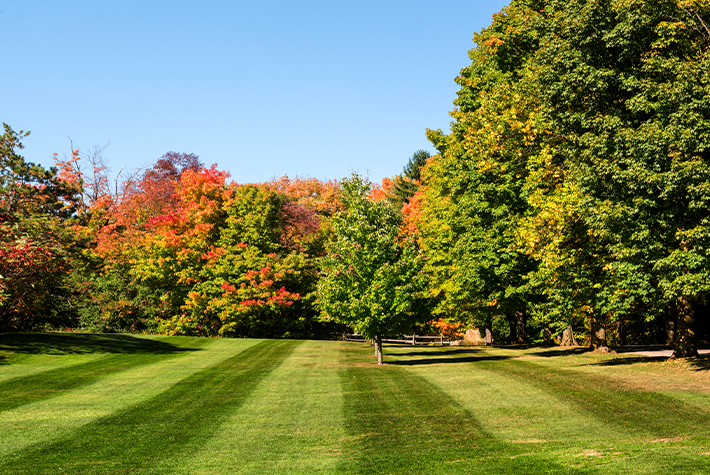 Autumn Lawn Care