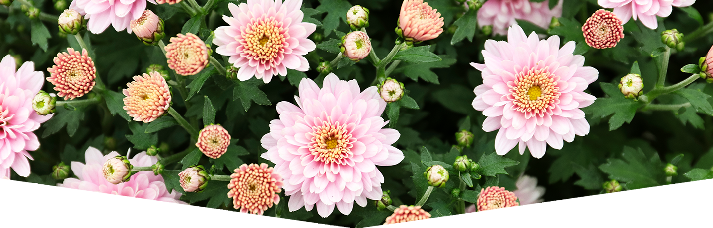 The best plants for late summer colour in your garden