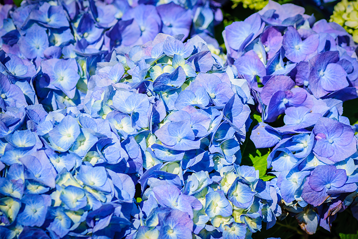 hydrangea