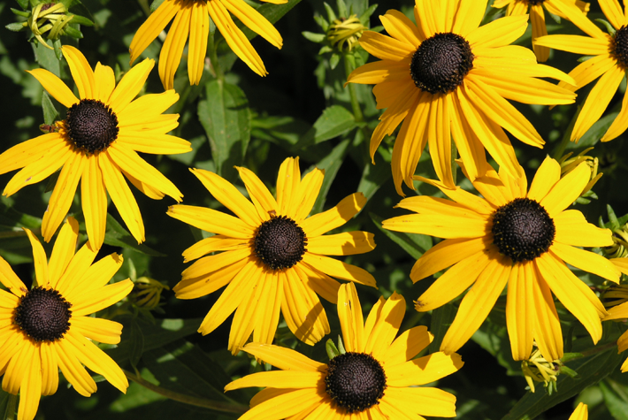 rudbeckia