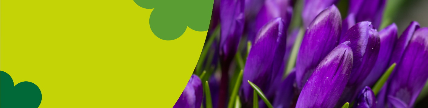 Autumn flowering bulbs