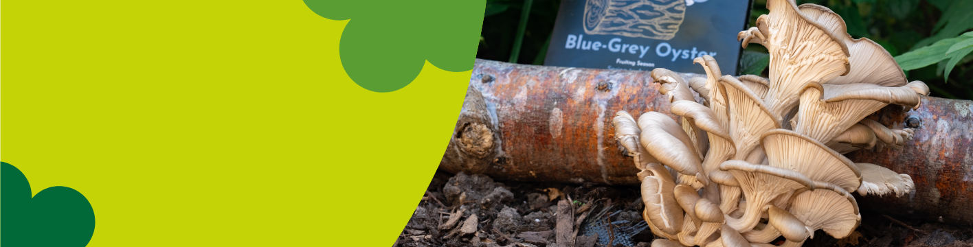 Mushroom growing kits