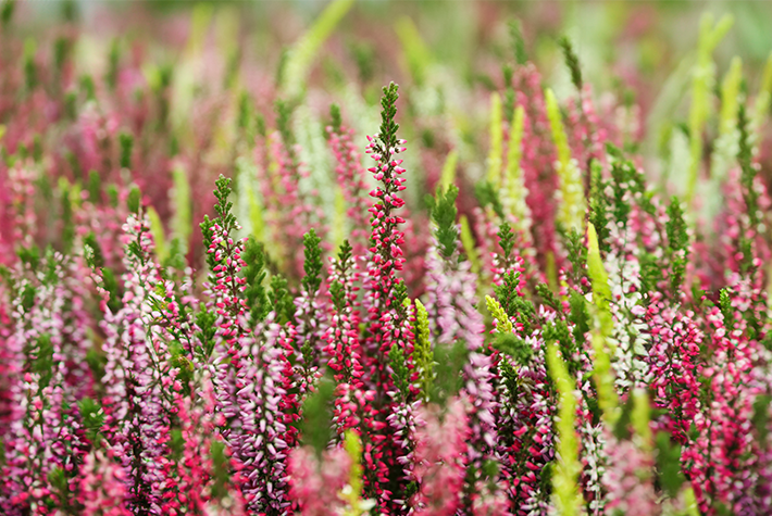 calluna