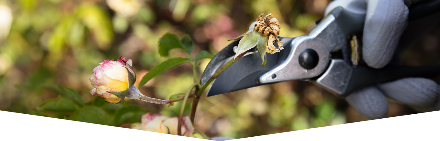 How to deadhead for beginners