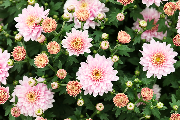 The best plants for late summer colour in your garden