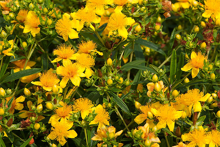 hypericum