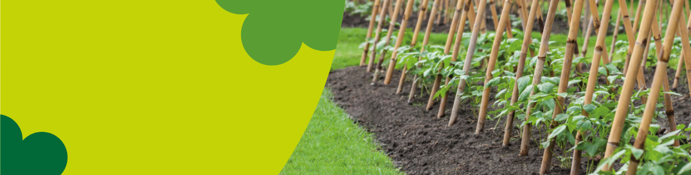 Plant protection & support