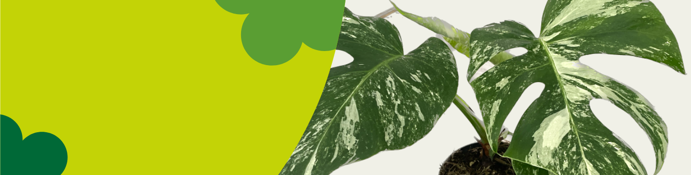 Limited Edition Plants